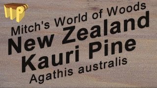 New Zealand Kauri Pine Agathis australis  Mitchs World of Woods [upl. by Enrika898]