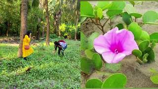 চর কুকরিমুকরি ।। সাগর লতা ।। Ipomoea pescaprae [upl. by Assecnirp121]