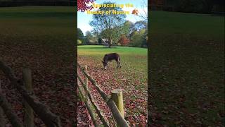 🍂Country Farm Walk shorts nature animals walk autumn shortvideo halloween [upl. by Acnalb]