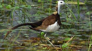 Pheasanttailed jacana father ensures babies hatching from eggs [upl. by Aihseym768]