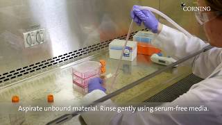 Corning® Matrigel® Matrix Thin Nongelled Protein Layer Method Best Practices [upl. by Belcher]