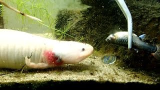 Special Feeding Axolotl eats Guppy  Axolotl frisst Guppy Ambystoma mexicanum [upl. by Schulein]