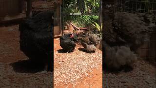 Orpington chicken 🐔 ytshortsfeed ytshorts youtubeshorts trending chickenfarming [upl. by Hodess]