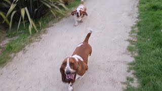 Basset brothers come running [upl. by Mozza517]