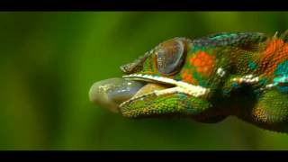 Chameleons Eating Compilation Slow Mo [upl. by Adriena]