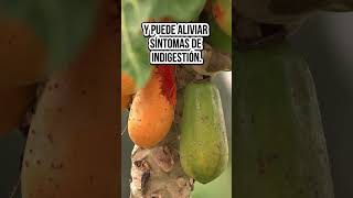 ¡Cuida Tu Digestión con Papaya Conoce sus Increíbles Beneficios digestiónsaludable [upl. by Aimet144]