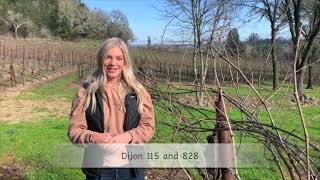 Vineyard of the Month Manzana [upl. by Yessac]