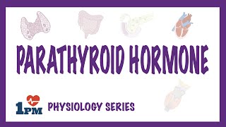 Parathyroid Hormone PTH  Endocrinology [upl. by Aniretac688]