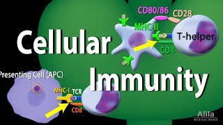 Cellular Immunity  Adaptive Immunity part 1 Animation [upl. by Grefe816]