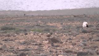 Kragentrappen auf Fuerteventura  Outardes Houbara Bustards [upl. by Neron406]