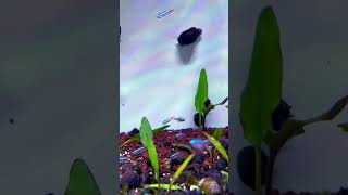 Ikan neon tetra aquascape [upl. by Antonella]