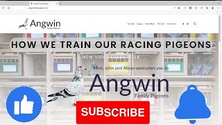 How we train our racing pigeons How to get your birds race fit ready From Angwin Family Pigeons [upl. by Airahcaz899]