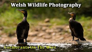 Cormorants On The Wier [upl. by Suciram910]