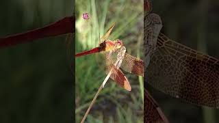 ă€313ă€‘Sympetrum pedemontanum elatum [upl. by Lenard959]