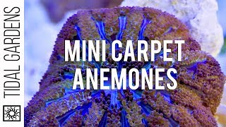 Mini Maxi Carpet Anemone Propagation [upl. by Enilarac]