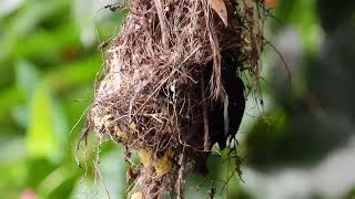 Red and Black Broadbill feeding chicks in the nest in Borneo Malaysia [upl. by Assanav]