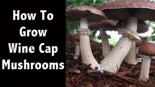 How To Grow Wine Cap Mushrooms at Home  Mushroom Farming [upl. by Inessa]