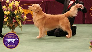 WKC Archives Golden Retriever Andy [upl. by Elephus331]