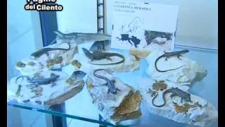 Corleto Monforte Intervista al Direttore del Museo Naturalistico [upl. by Dorren]