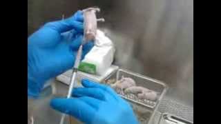 Xenograft in nude mice gastric cancer cells 異種皮移植癌細胞 [upl. by Atiuqnahs]