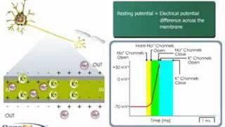 Action Potential [upl. by Namreh]