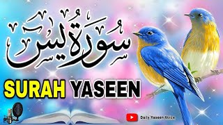 Surah Yaseen  Surah Rahman  Ep29  🌿 birand voice 2024  Qari Waseem Raza  سورۃ یٰس تلاوت [upl. by Evvy]