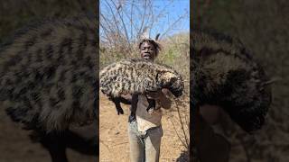 African Civet Hunt For Lunchshortsfeed hadzabetribe [upl. by Yenattirb]