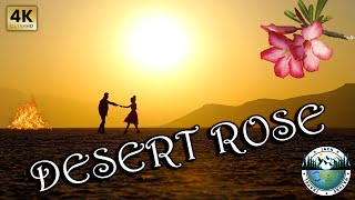 DESERT ROSE  Sting amp Cheb Mami  2022  4K UHD  Music Clip [upl. by Anawt]