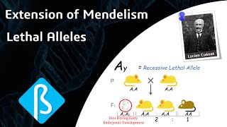 Extension of Mendelism – Lethal Alleles BI07 [upl. by Hewe]