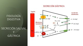 Fisiología digestiva Secreción salival y gástrica [upl. by Osana]