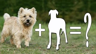 Top 10 Sweet Cairn Terriers Mixes Dog Breeds  Cairn Terriers Mix [upl. by Ljoka]