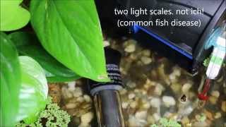 Desktop Betta Pond Watch in HD [upl. by Carpio]