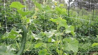 Organic vertical trellis gardening reduced tillage living mulch system at Woodleaf Farm [upl. by Johanan657]