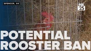 Spencer residents share concerns about potential rooster ban mayor responds [upl. by Israeli522]