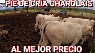 ENTREGANDO LAS BECERRAS Y SEMENTAL CHAROLAIS [upl. by Fernandes]