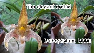 Anggrek Bulbophyllum lobbii warna lembut dan elegan [upl. by Sualokin]