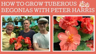 How to grow amp propagate Tuberous Begonias with expert Peter Harris [upl. by Aivirt]