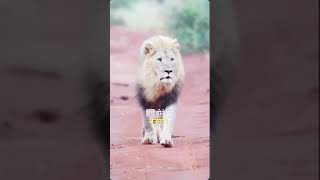 lions hungry he eats  shorts lion viral amazonhabitat [upl. by Yerxa]