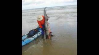 Thresher Shark caught on Kayak by jceviche [upl. by Rimma]