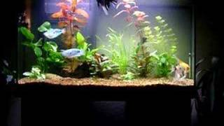 My peaceful community aquarium 2 [upl. by Blockus]