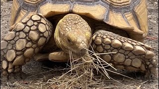 Feeding a Sulcata Tortoise in Florida [upl. by Itraa952]