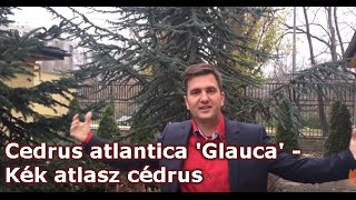 Cedrus atlantica Glauca  Kék atlasz cédrus [upl. by Maybelle]