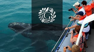 Grootbos  Whale Watching in South Africa [upl. by Ahsikar]