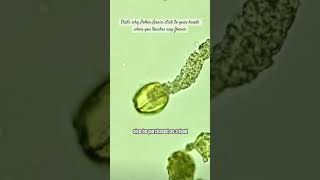 Shapes of pollen grain that makes them stuck to your hands… abiotic anhydrobiosis science shorts [upl. by Artkele]