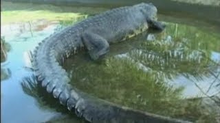 Lolong the worlds largest crocodile dies [upl. by Coppins]