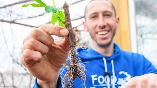 How to Grow a Fig Tree from a Cutting  Propagate Figs for your Garden [upl. by Zeugirdor810]