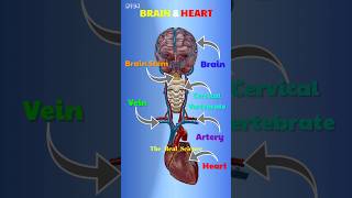 BRAIN 🧠 amp HEART 🫀  3D Animation realscience shorts [upl. by Alemahs696]