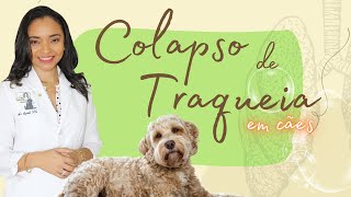 COLAPSO DE TRAQUEIA EM CÃES [upl. by Garrott]