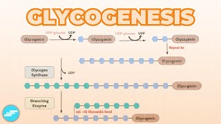 Glycogenesis Glycogen Synthesis  Metabolism [upl. by Olram]