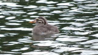 Grebes chicks floating yawning and sleeping [upl. by Hamish]